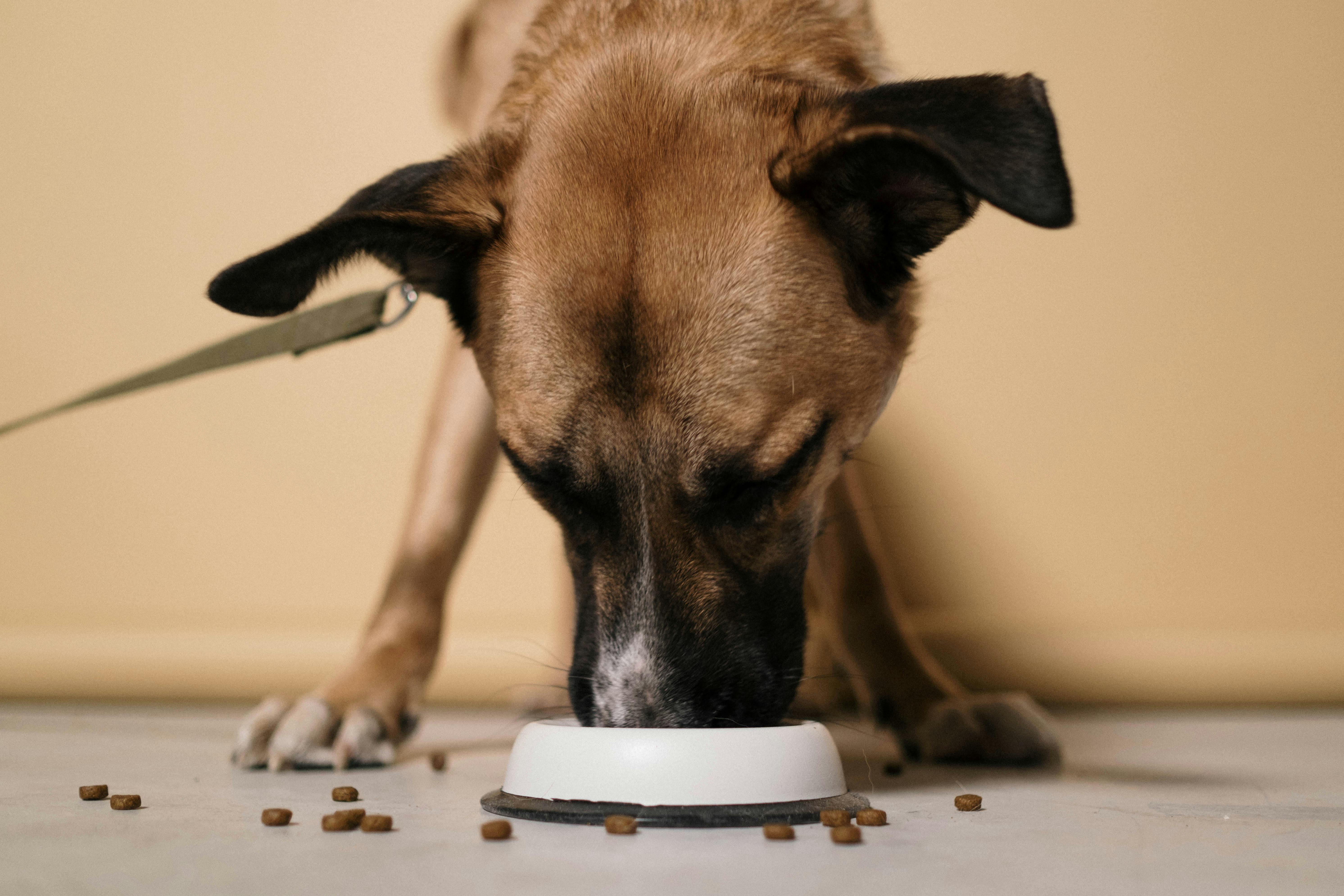 Dog eagerly eating from a food bowl
